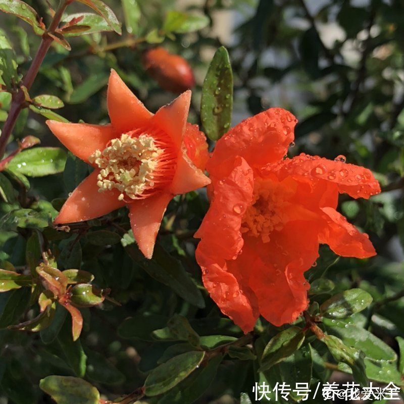 石榴|家里养盆“招财花”,一年四季开红花结红果,“招财旺运”又红火