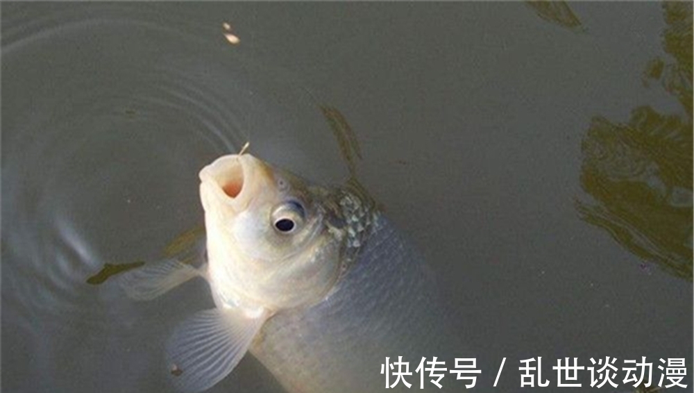 初冬钓鲫鱼,气温变低鱼口变轻,有3大法宝放大漂相,提升中鱼率