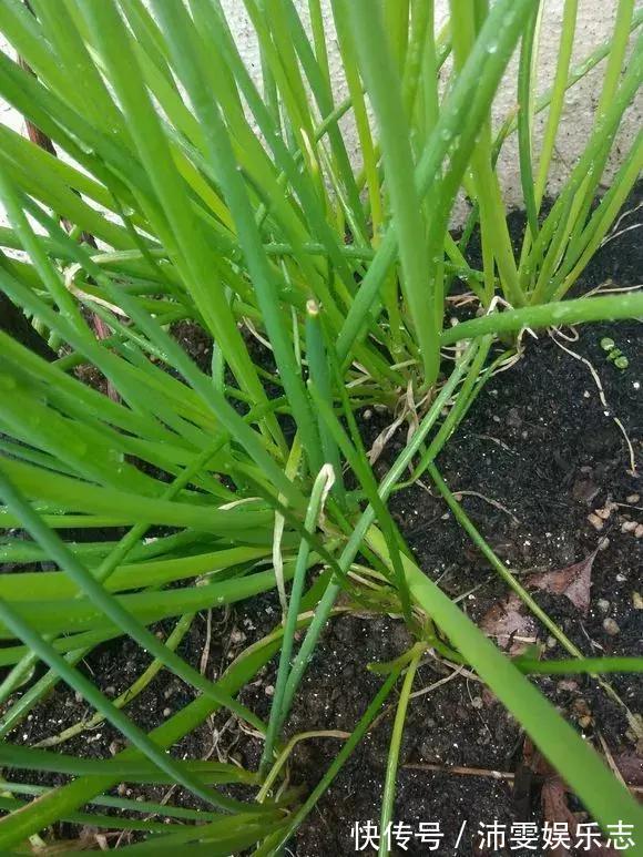 施肥|阳台种小葱，注意3点，叶子猛蹿，割了一茬又一茬，收获不断！