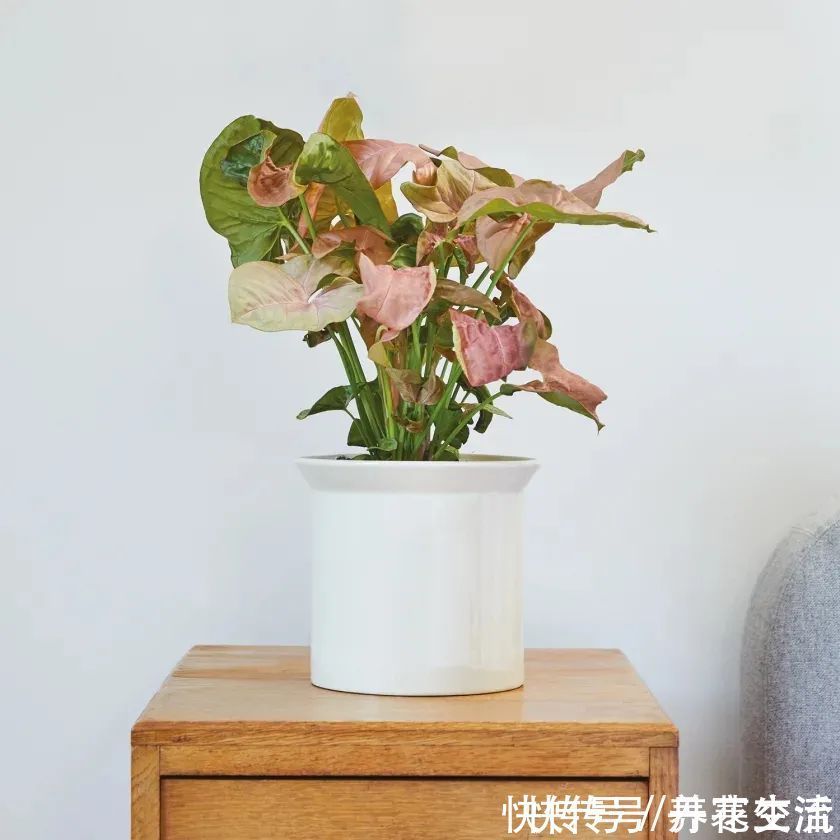 根系|适合养在办公桌上的5种盆栽小绿植,不用频繁打理