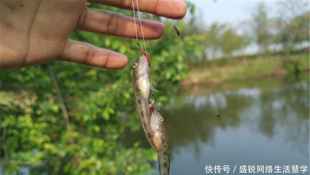 最近鱼难钓,分享一些钓鱼中的“奇葩”经历,大家一起乐一乐!