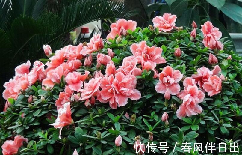 养护|公认难养的3种花，老花匠都不敢轻易入手，新手花友要慎养