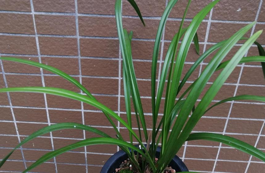 花土|警惕!建兰迟迟不开花,抓紧时间查看这3处是否对劲