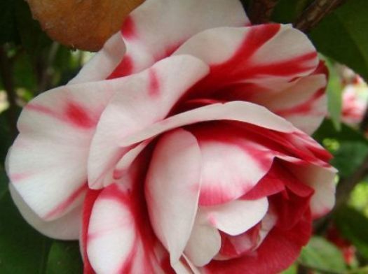 新手养花,不如养盆花中精品“一枝浓艳”,娇红嫩绿,灿烂优雅