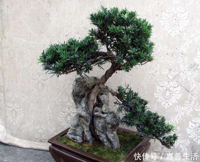 罗汉松不葱翠没状态,原因在这里,你做对了吗!