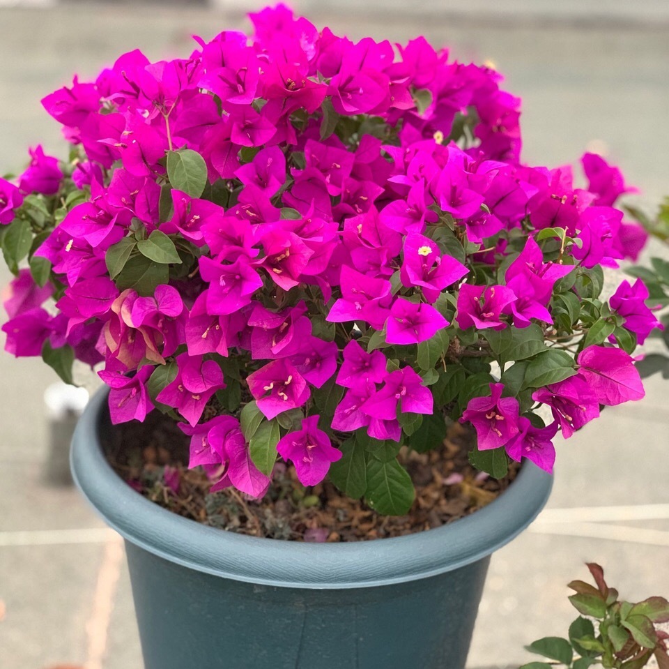 花苞|此花被人称为“无叶花”，满枝都是“花苞”，花期长达180天