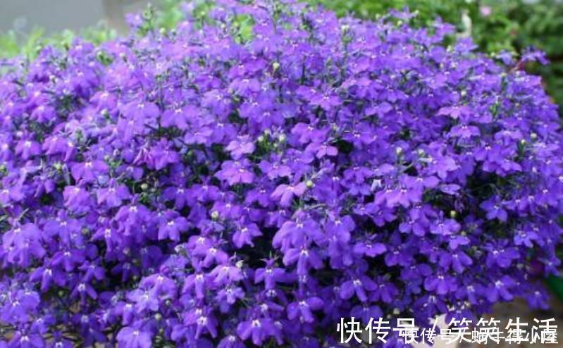 谁见了都喜欢的4种花，好养又漂亮，开起花来拦不住，美不胜收