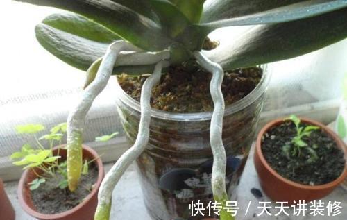 龟背竹|4种“泼辣花”，长出“气生根”，是好事，不用扦插，剪下来就活