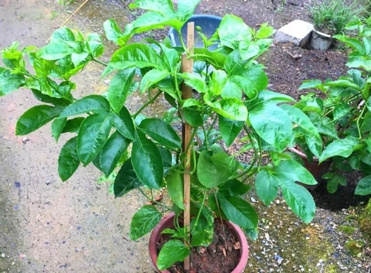 百香果|养花不如养果树系列盆栽这3款,观赏和品尝,一举两得