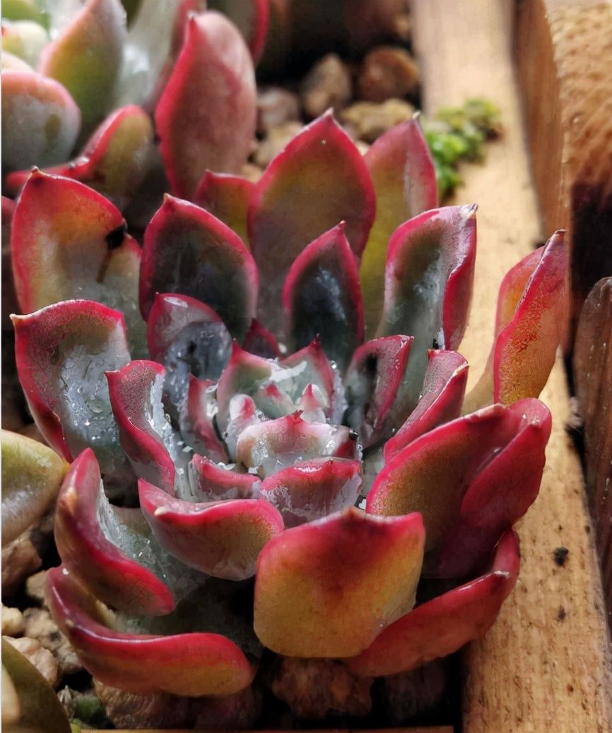 阳台上|10种多肉，正适合封闭小阳台，养起来爆盆特别快