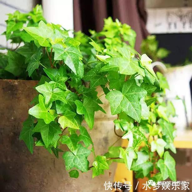 匍匐茎|5种花丢水里就活,每周加点水,简简单单轻松爆盆!