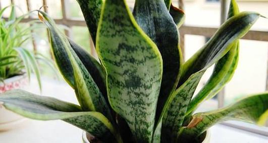 叶片|客厅摆什么盆栽植物好？选择这些准没错！既好看又好养，还能旺财