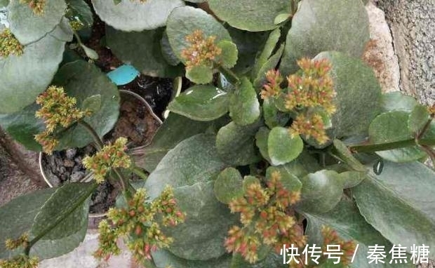 营养物质|冬日长寿花开完花后，马上动手做4件事，10天就能迎来下一波花