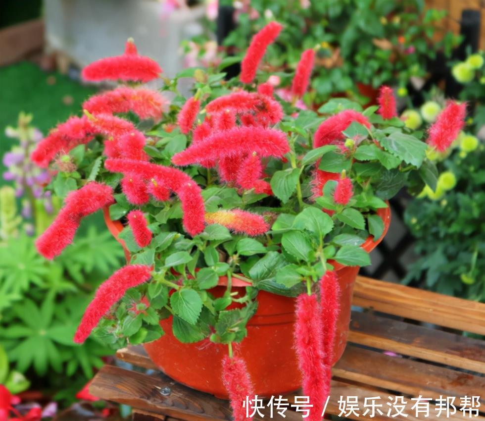 叶片|4种高颜值吊兰，颜色丰富还好养，更适合新手去养