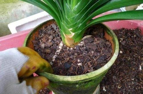 君子兰换盆有具体步骤,一共五步都很重要,少一步服盆差不开花