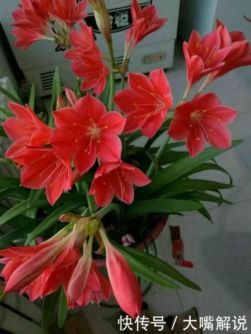 花期|此“花”寒冬季节可赏,花期长达60天,从冬到春,开花不停