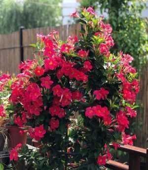 米兰花|3种花养在阳台直接美爆,不怕晒,不怕热,繁花似锦,花美心情好