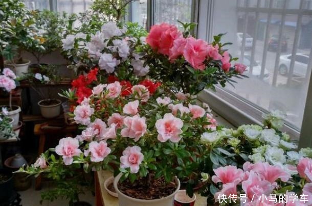 养花浇水是“功夫”，记住1个“原则”，永远浇不死，越长越旺！