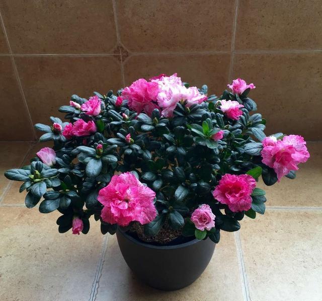 杜鹃花这么养,造型美,开花多,长势旺!