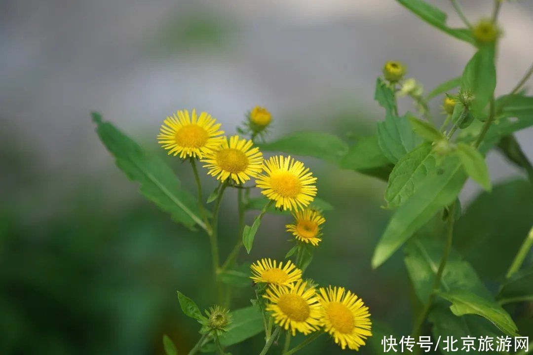 预约|翠隐鸣蝉，牵牛绕篱，来百望山采撷浅秋山光吧~