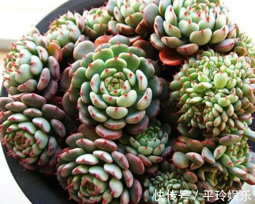 多肉小红衣鲜艳又水润,教你养小红衣的3个小妙招,值得尝试一下