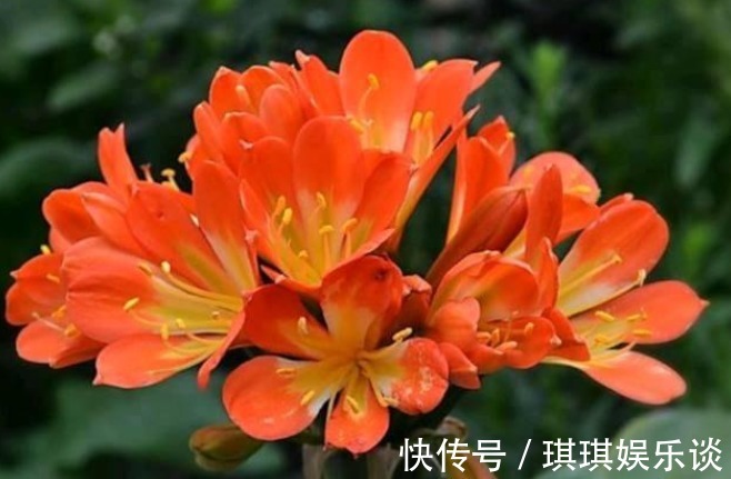 3种花养家里,人养花、花也养人,镇宅又旺运,尤其是第二种