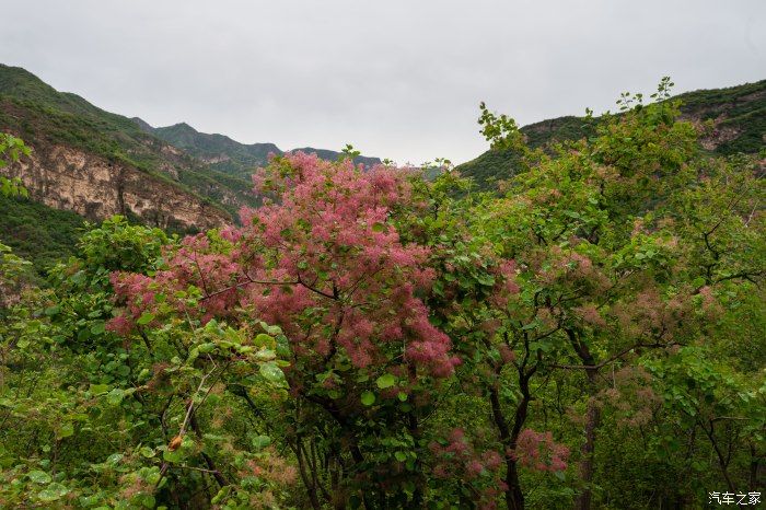 粉红|【郊野行摄】春风拂面，黄栌花开---雨中游京西幽岚山