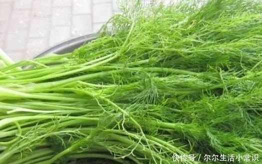 农村|农村有一“香丝菜”,味道独特厨房必备,其实价值珍贵,一斤7元