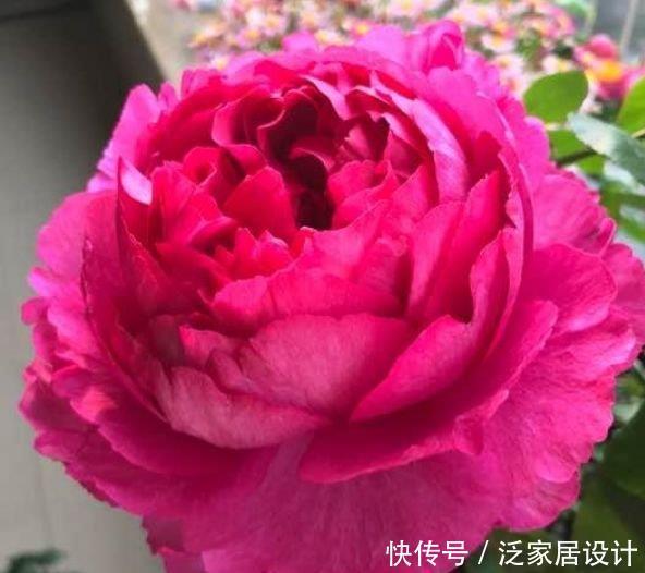 最有仙气的4种花,迷人的花朵,阵阵花香,花朵大!