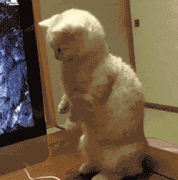 |搞笑GIF:今天视察老婆工作,我只能薅你的头发了