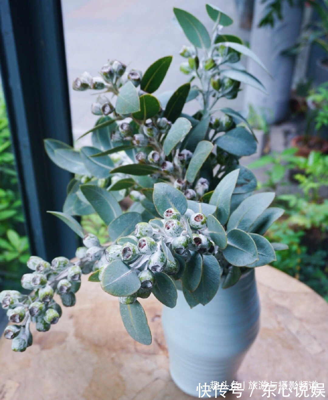 世界上最神奇的树!先结果后开花还不会枯萎!见到的人会幸福