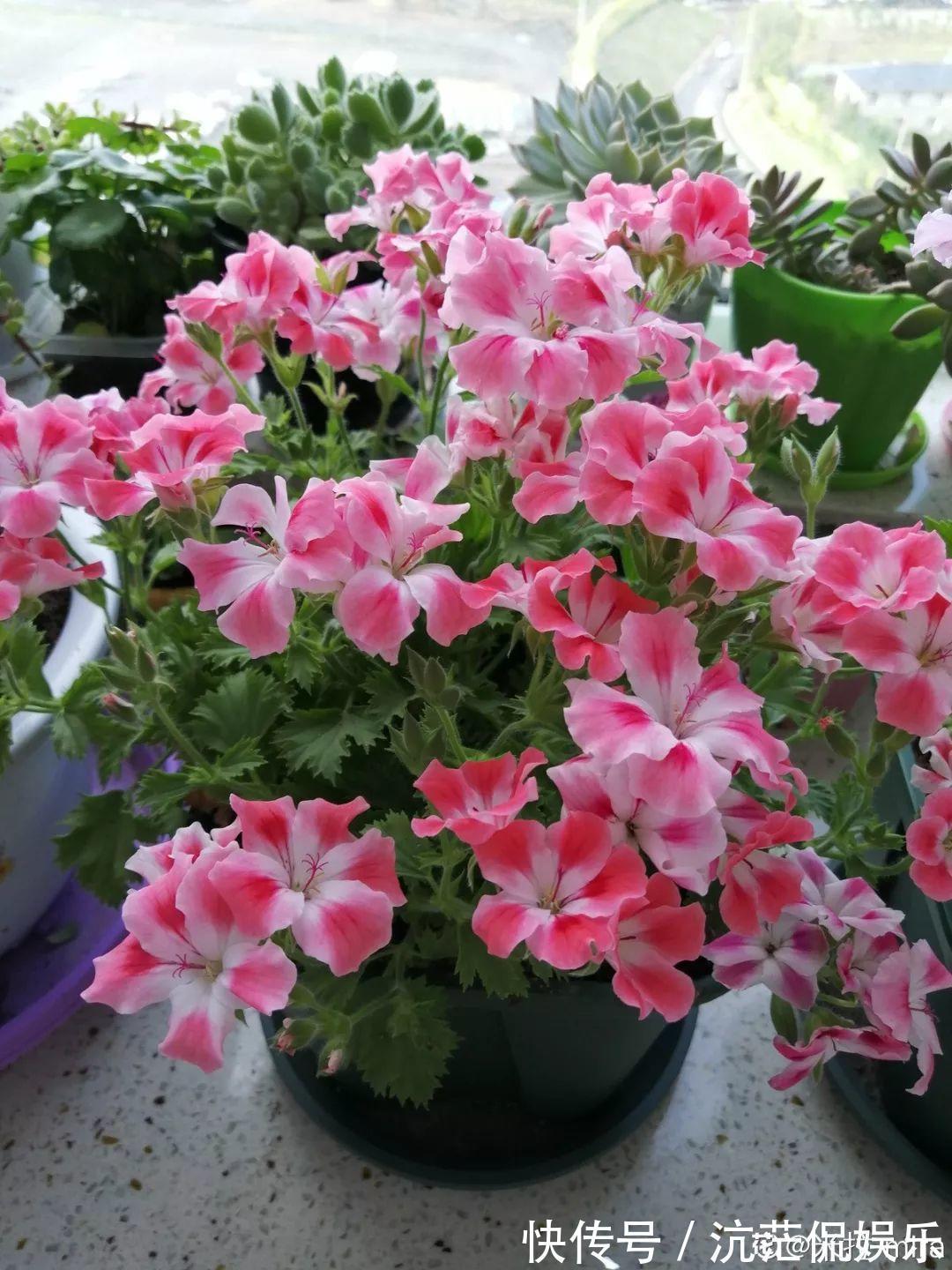 春天|9月给天竺葵剪个短发,过冬前就能窜叶子,明年春天开成大花球!