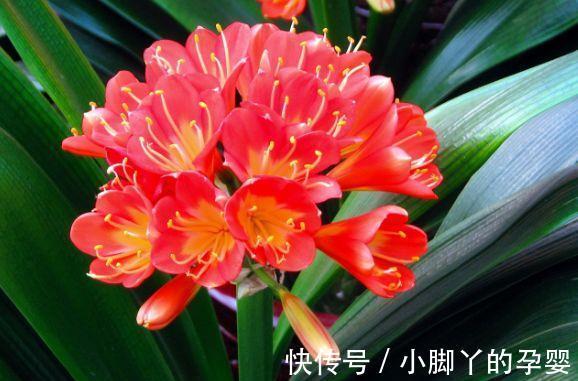 农历九月二十九霜降后,养什么花?以下3种花,三羊开泰富贵吉祥