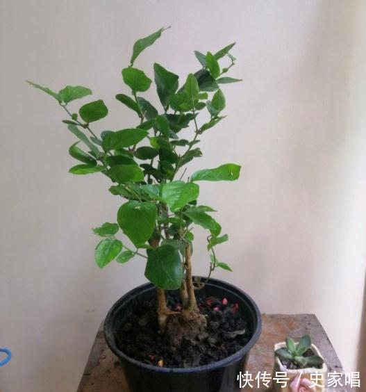 茉莉花浇水,牢记这8个字,春润,夏湿,秋干,冬少