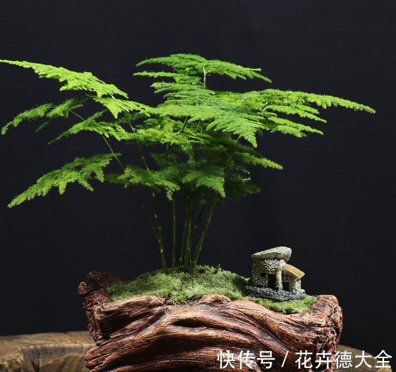 石榴|4种“盆景桩”,品位高大上,懒人花剪一剪,价格翻几倍