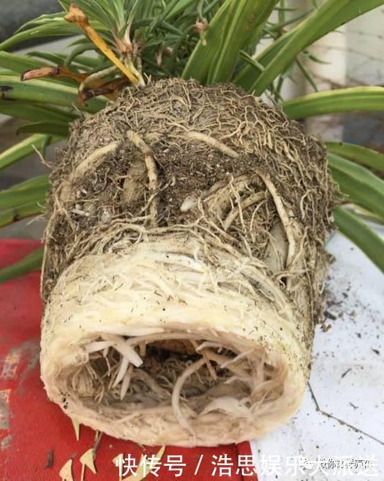 花友|用好3招,吊兰马上抽条长新叶,还呼呼开花!