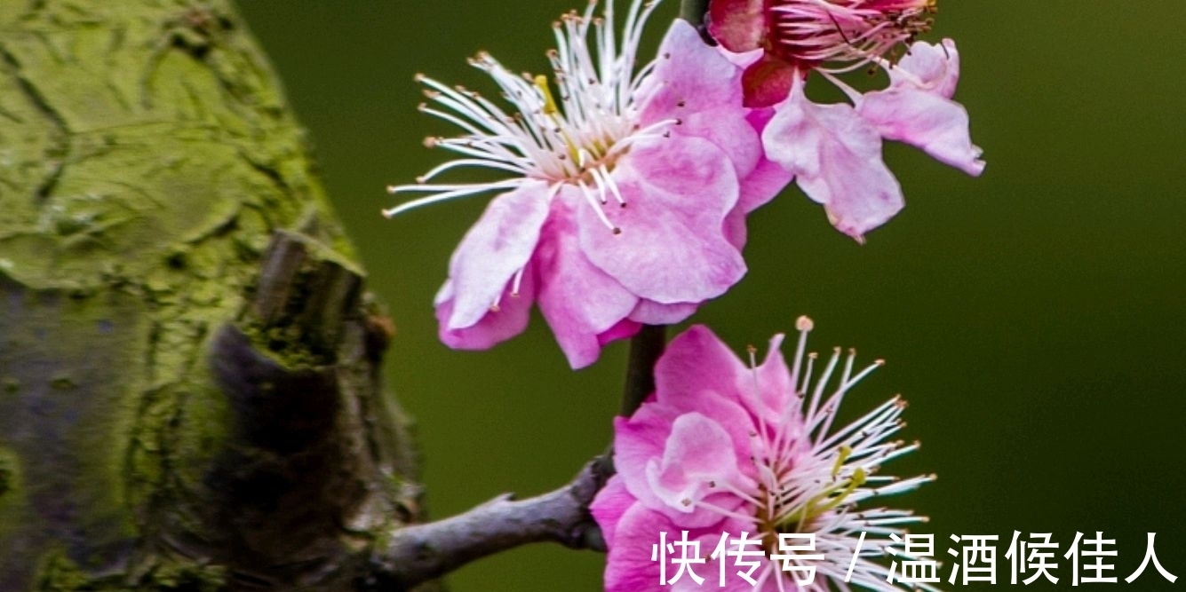 关山#苏轼出狱后作《梅花诗》不久蜕变成东坡居士,写法不落俗套