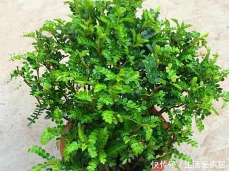 实用|养花不如养树,这三种树放在客厅既招财又上档次,好看又实用