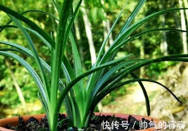 兰花叶片一直养不绿尿素怎么用,才能让兰叶变浓绿