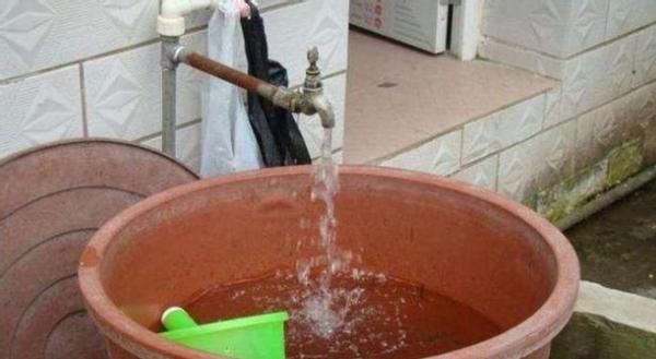 养殖巴西鸢尾，不局限搁室内、室外，却需注意这些小细节