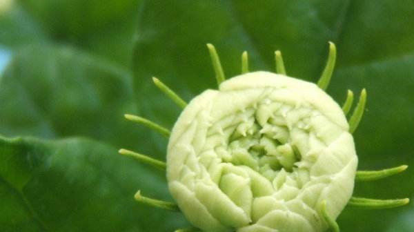 此花,是我国少有的可以卧室盆栽的香花,有安神静心的功效