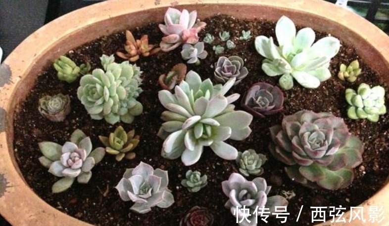 冬季多肉上盆,做好3件事,栽上生根快,早服盆