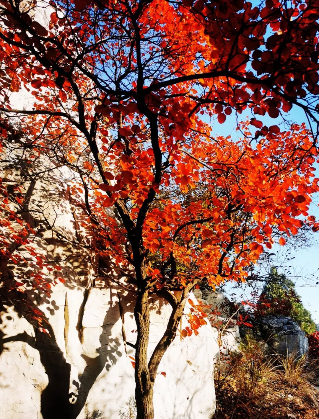 红叶|浓缩了秋日精华，独属于淄博的绚丽如画的山景！看一眼，惊艳一年