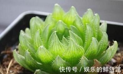 与多肉玉露的水晶之恋，不妨从养好一棵樱水晶开始