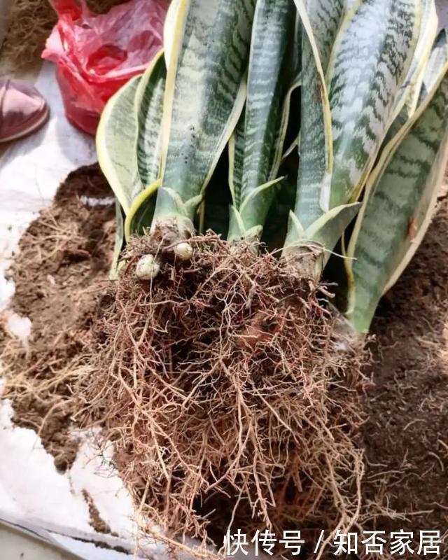 爆盆|养花技巧:折腾不死的25种花,咋养都爆盆,懒人最适合