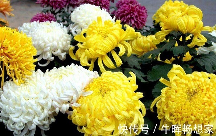 泡水|菊花和此物泡水喝,能养肝明目,视力也好了,值得分享给家人!