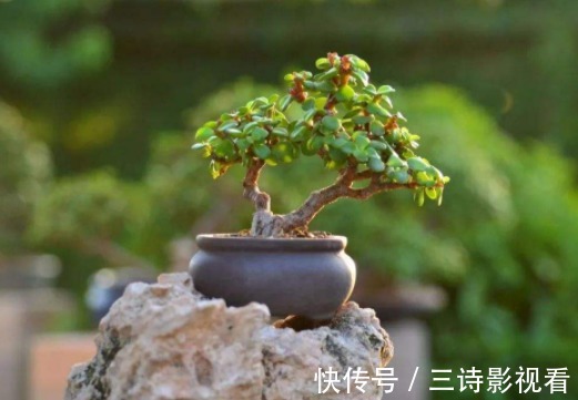 铜钱草|不要再说自己不会养花了!6种花“沾土就活”,越养越有成就感