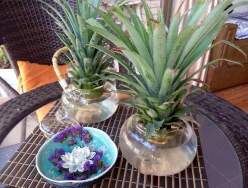 吃菠萝，“菠萝头”泡水里，3周长根变漂亮盆栽，结出大果子来