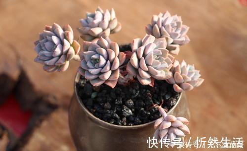 20款高贵梦幻紫色多肉,养一盆“紫气东来”,总有一款是你喜欢的