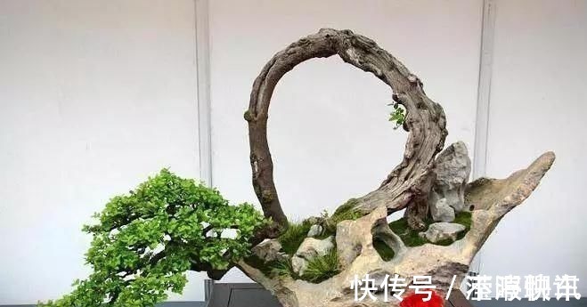 盆景|养盆景不能急于求成,遵循循序渐进的过程,这6点切忌不要触碰